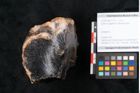 Foto (Objekt + Etikett) von Quercus gigantum Ettingshausen (NHMW-GEO-2024-0188-11579)